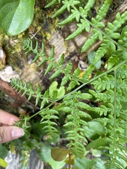 Pteridium aquilinum pubescens