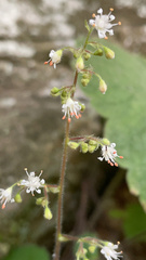 Heuchera missouriensis