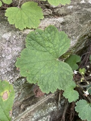 Heuchera missouriensis