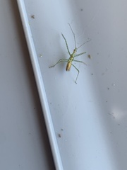 Zelus renardii