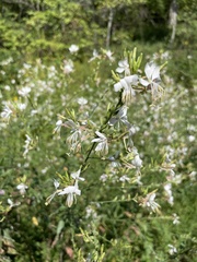 Gaura