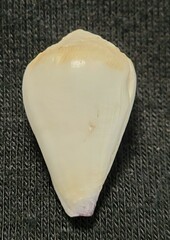 Conus sponsalis