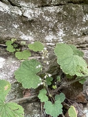 Heuchera missouriensis