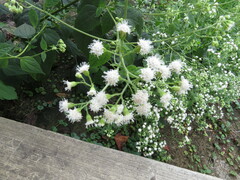 Ageratina altissima