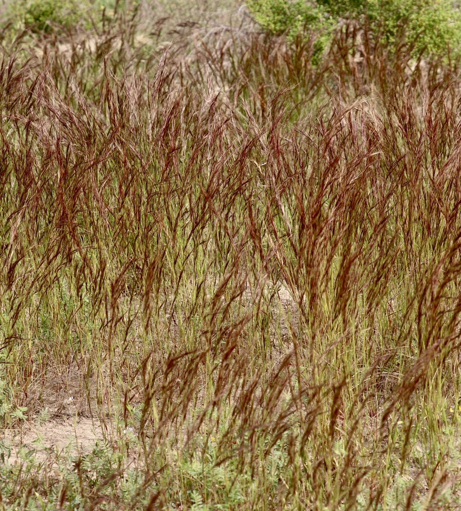 Aristida abnormis