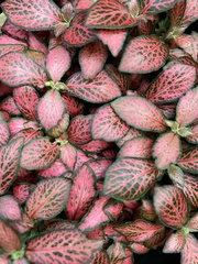 Fittonia albivenis