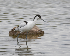 Recurvirostra avosetta