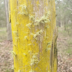 Chrysothrix candelaris