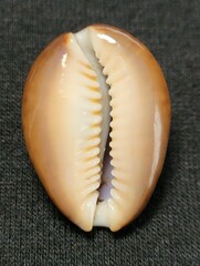 Monetaria caputophidii