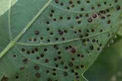 Neuroterus saltarius