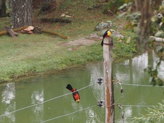 Ramphastos dicolorus