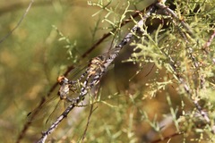 Erpetogomphus compositus