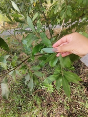 Salix cinerea