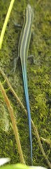 Plestiodon
