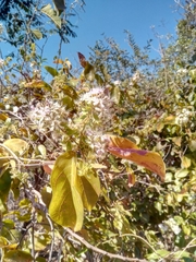 Combretum albiflorum image