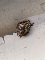 Polistes exclamans