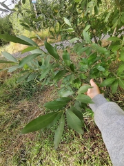 Salix cinerea