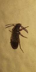 Tenebrionidae