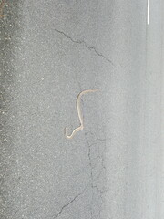Pantherophis alleghaniensis