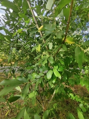 Salix cinerea