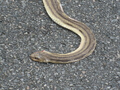Pantherophis alleghaniensis