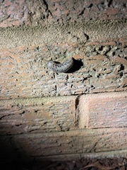 Megapallifera mutabilis