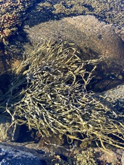 Ascophyllum nodosum