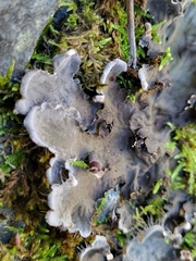 Peltigera membranacea