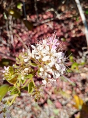 Combretum albiflorum image