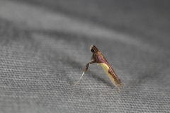 Caloptilia