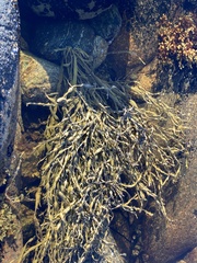 Ascophyllum nodosum