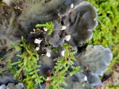 Peltigera membranacea