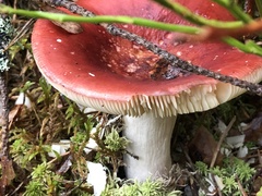 Russula sanguinea