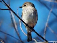 Setophaga coronata coronata