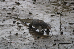 Varanus salvator macromaculatus