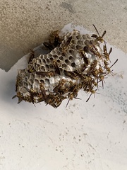 Polistes exclamans