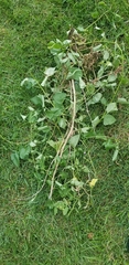 Solanum dulcamara