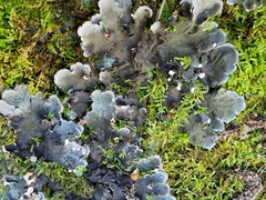 Peltigera membranacea