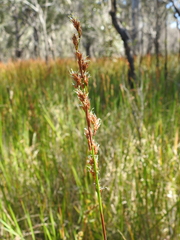 Machaerina rubiginosa