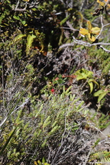 Vaccinium calycinum