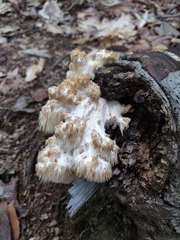 Hericium erinaceus