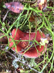 Russula sanguinea