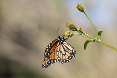 Danaus erippus