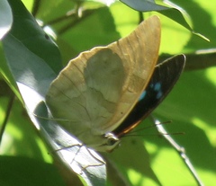 Archaeoprepona demophon centralis