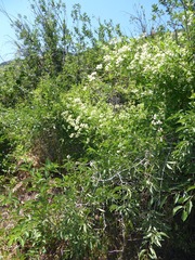 Clematis ligusticifolia