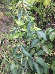 Vincetoxicum rossicum
