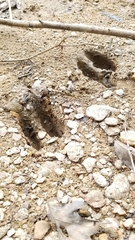 Odocoileus virginianus