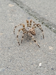 Araneus gemmoides