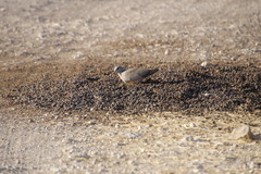 Streptopelia capicola