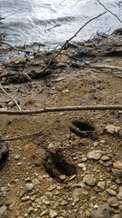 Odocoileus virginianus